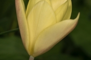 Gelbe Wildtulpe