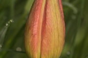 Rote Zwerg-Wildtulpe