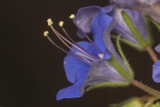 Glockenblume-Büschelschön (Phacelia campanularia (A.Gray)) Blüte lateral
