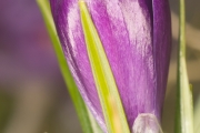 Krokus