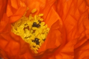 Islandmohn