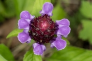 Kleine Brunelle