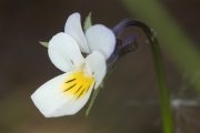 Ackerveilchen
