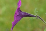 Petunie (Petinia spec.) Blüte lateral