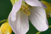 Wiesenschaumkraut (