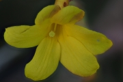 Winterjasmin