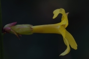 Jasminum nudiflorum Lindl., Blüte (lateral Stack 49)