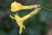 Winter-Jasmin