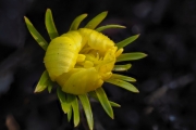Eranthis hyemalis (L.) Salisb., Blüte teils geöffnet (frontal Stack 56)