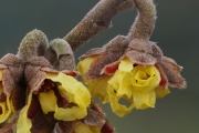 Zaubernuss