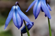Zweiblättriger Blaustern