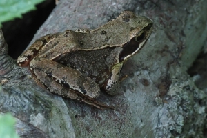 Frösche