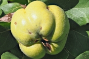 Apfel-Quitte
