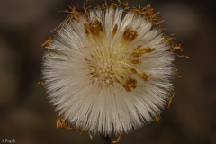 Huflattich