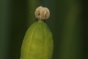 Wald-Scheinmohn