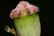 Klatschmohn