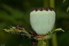 Türkischer Mohn