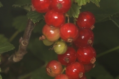 Rote Johannisbeere