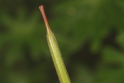 Blutroter Storchschnabel