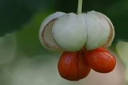 Japanischer Spindelstrauch