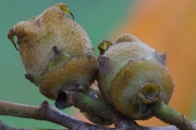 Zaubernuss