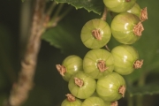 Rote Johannisbeere