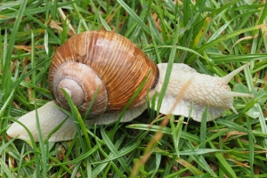 Gehäuseschnecken