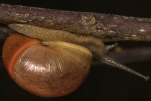 Weichtiere