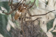 Listspinne