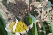 Listspinne