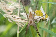 Listspinne