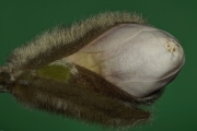 Magnolia stellata (Sieb. & Zucc.) Maxim., sich öffnende Blütenknospe im Frühjahr (lateral Stack)