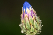 Kornblume