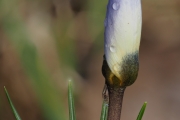Frühlings-Krokus