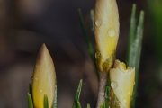 Frühlings-Krokus