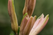 Spanischer Glockenblaustern