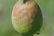 Riesen-Lauch