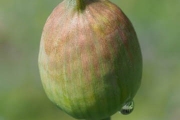 Riesen-Lauch