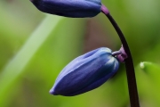 Zeiblättriger Blaustern
