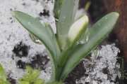 Kleines Schneeglöckchen