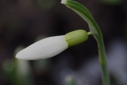 Kleines Schneeglöckchen