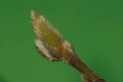 Stern-Magnolie