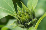 Sonnenblume