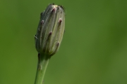 Gewöhnliches Ferkelkraut