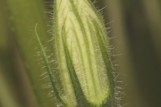 Hokkaidokürbis