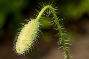 Klatschmohn
