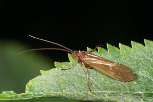 Köcherfliegen
