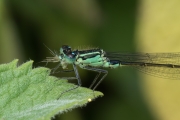 Große Pechlibelle