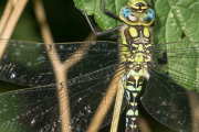 garten_1108-071-3