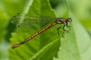 Frühe Adonislibelle